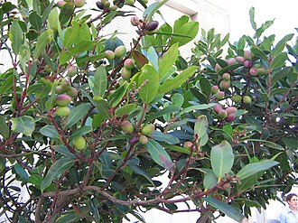 Persea indica